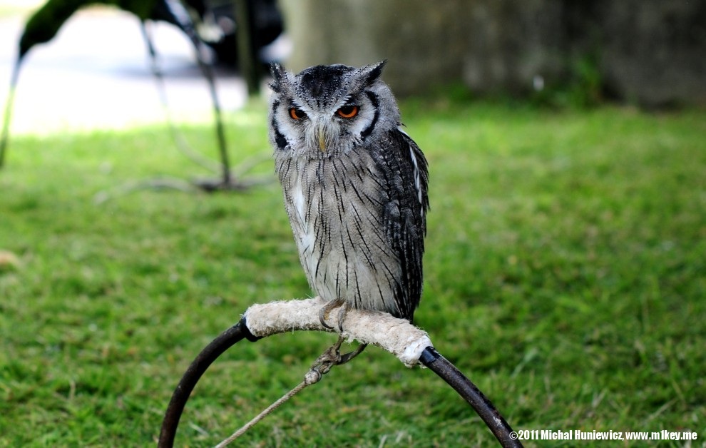 Little Owl - Brompton Cemetery