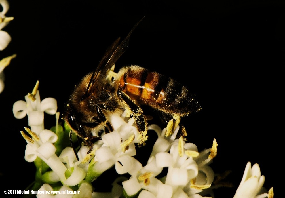 Honey bee - Macro Work