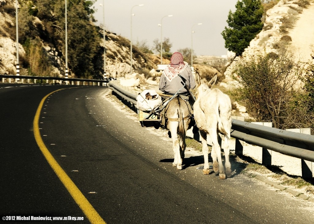 Donkeys - West Bank 2011