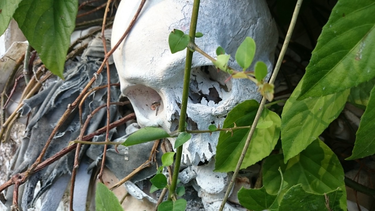 Skull in a Wall