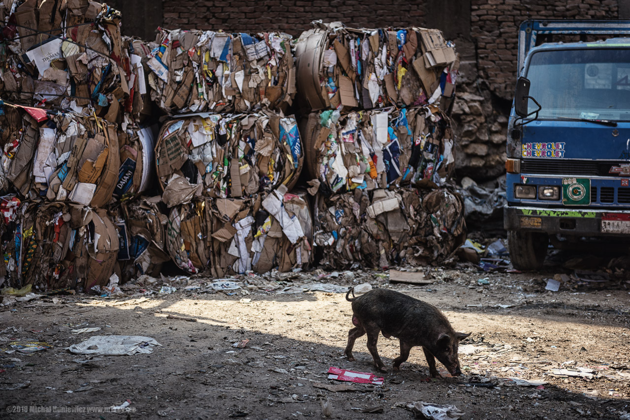 Pig in Cairo