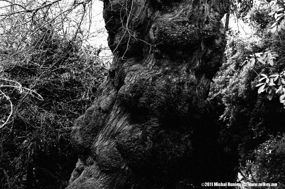 The Pergola and Hill Garden