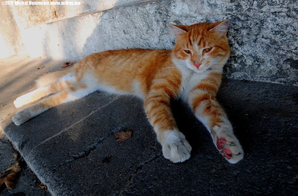 Cats in Istanbul - Life in Istanbul