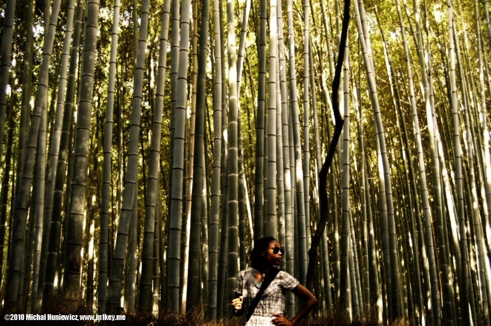 Bamboo forest - Japan 2009