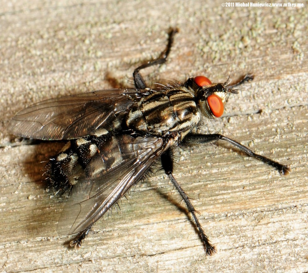 Anthomyiid fly - Macro Work