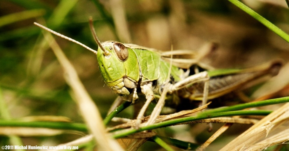 Grasshopper - Macro Work