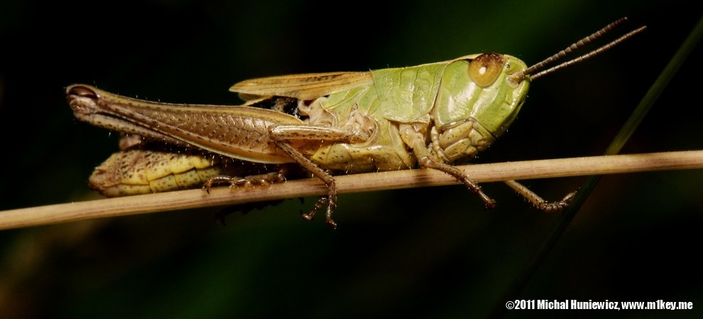 Grasshopper - Macro Work