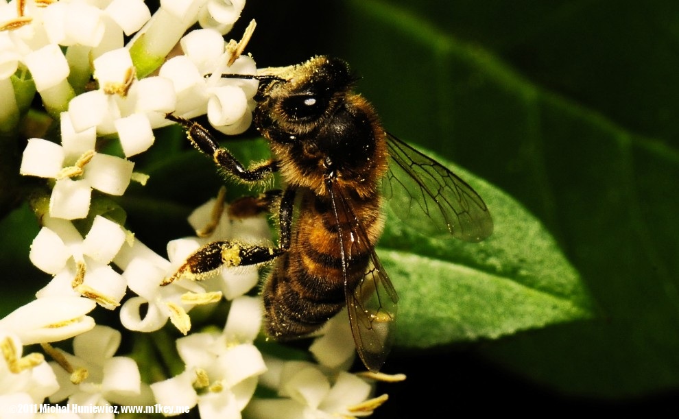 Honey bee - Macro Work