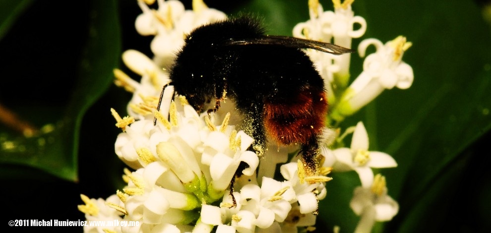 Bumble bee - Macro Work