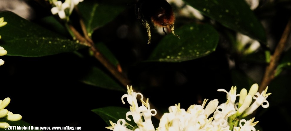 Bumble bee - Macro Work