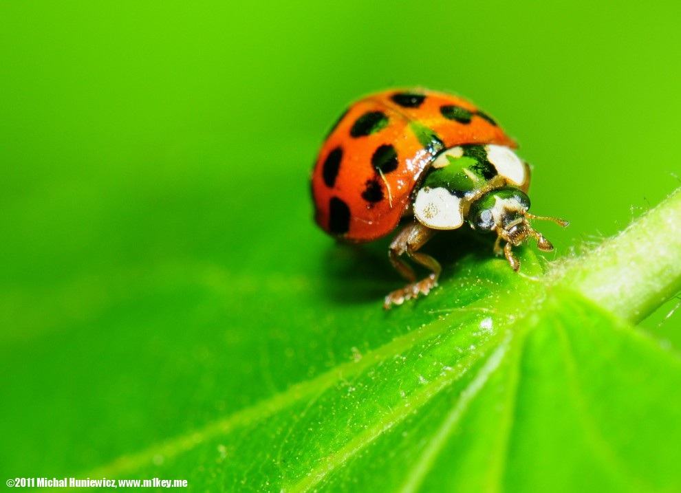 Lady bug