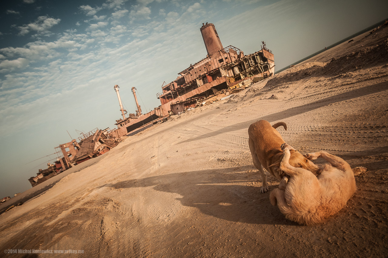 Terrible Dog Attack!