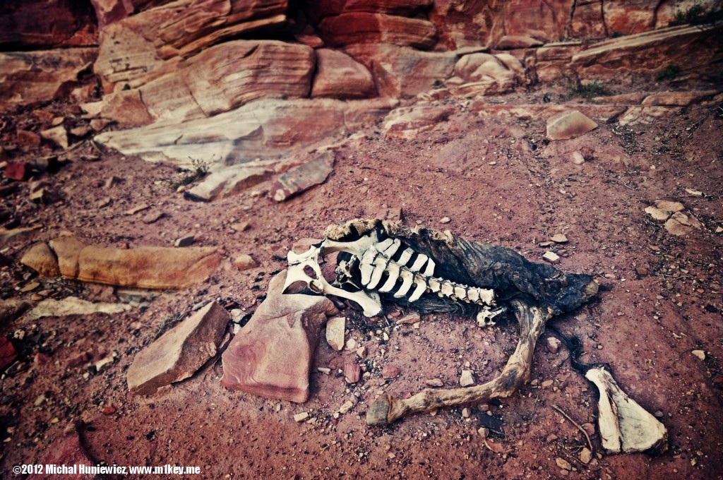 Skeleton - Petra: Part 1