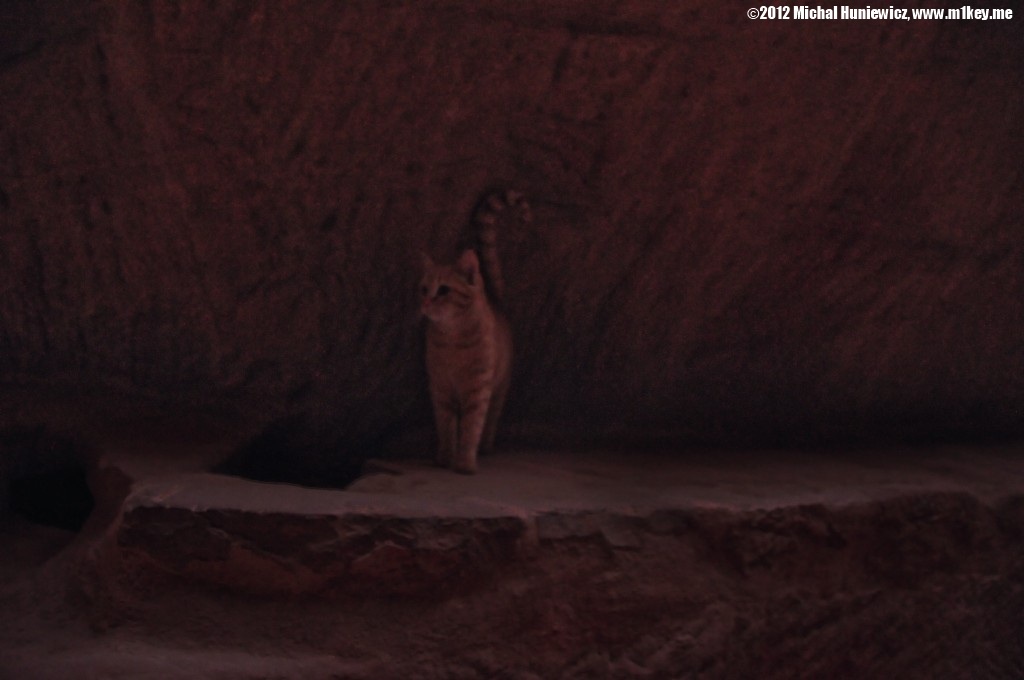 Cat - Petra: Part 1