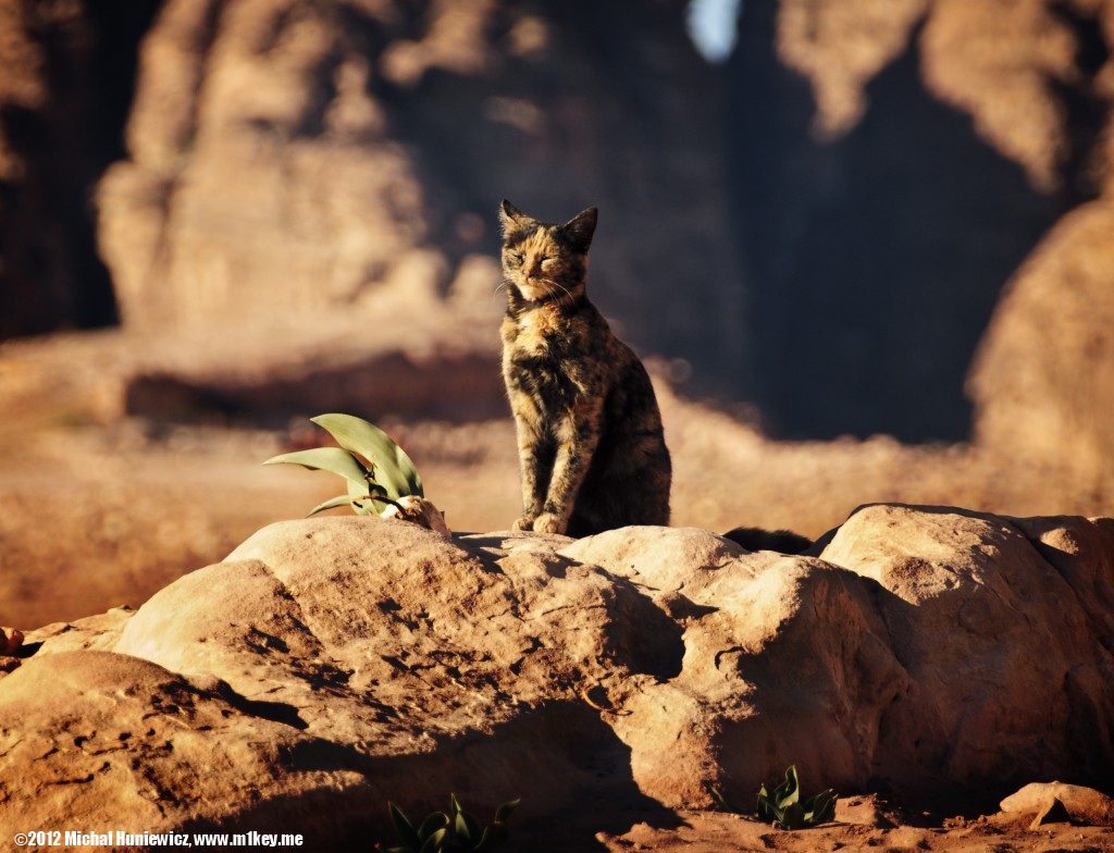 Majestic cat - Petra: Part 2