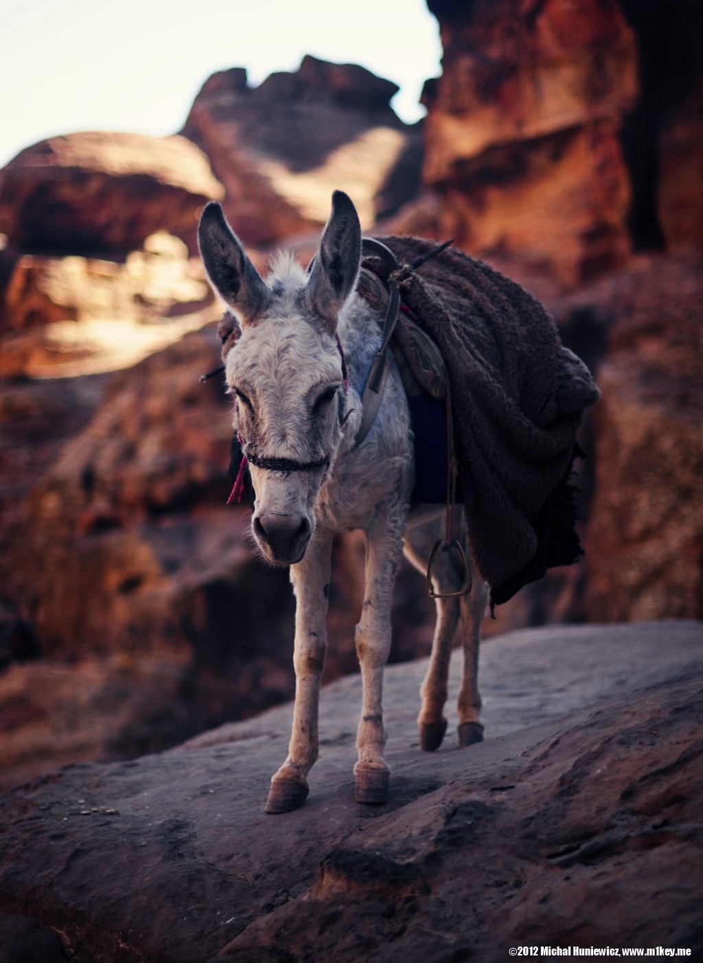 Bored donkey - Petra: Part 2