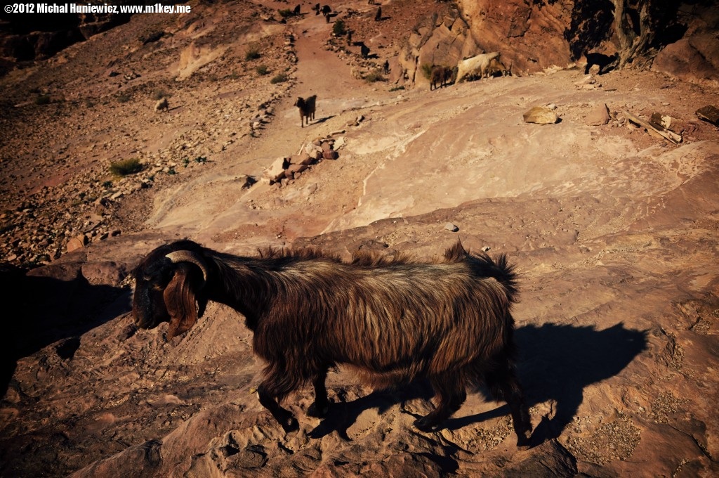 Oh, a goat - Petra: Part 2