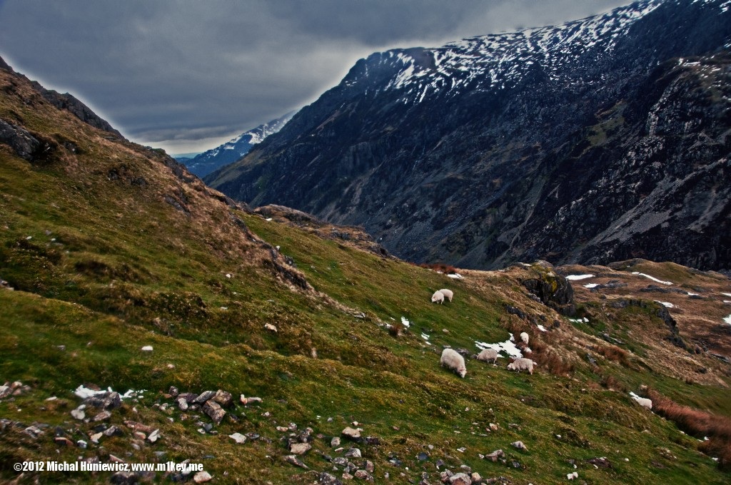 Sheep - Snowdonia