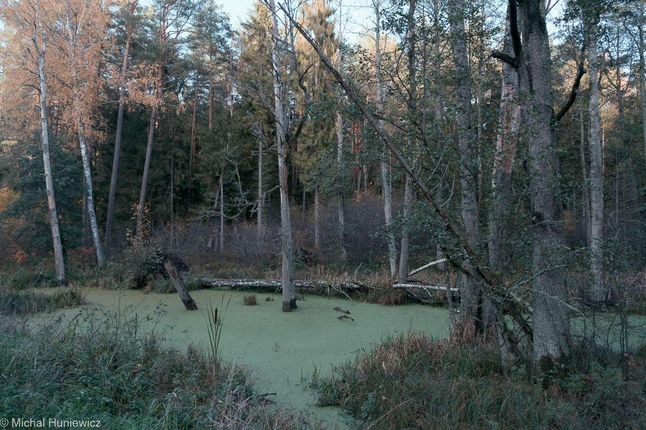 Swamps of Orneta