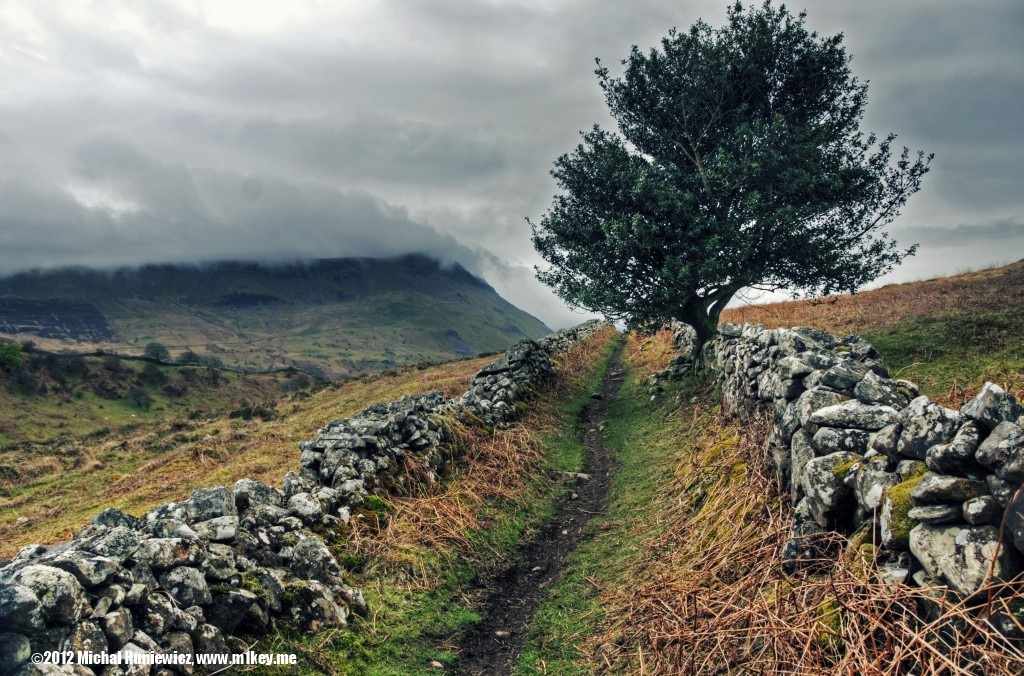 Tree - Wales