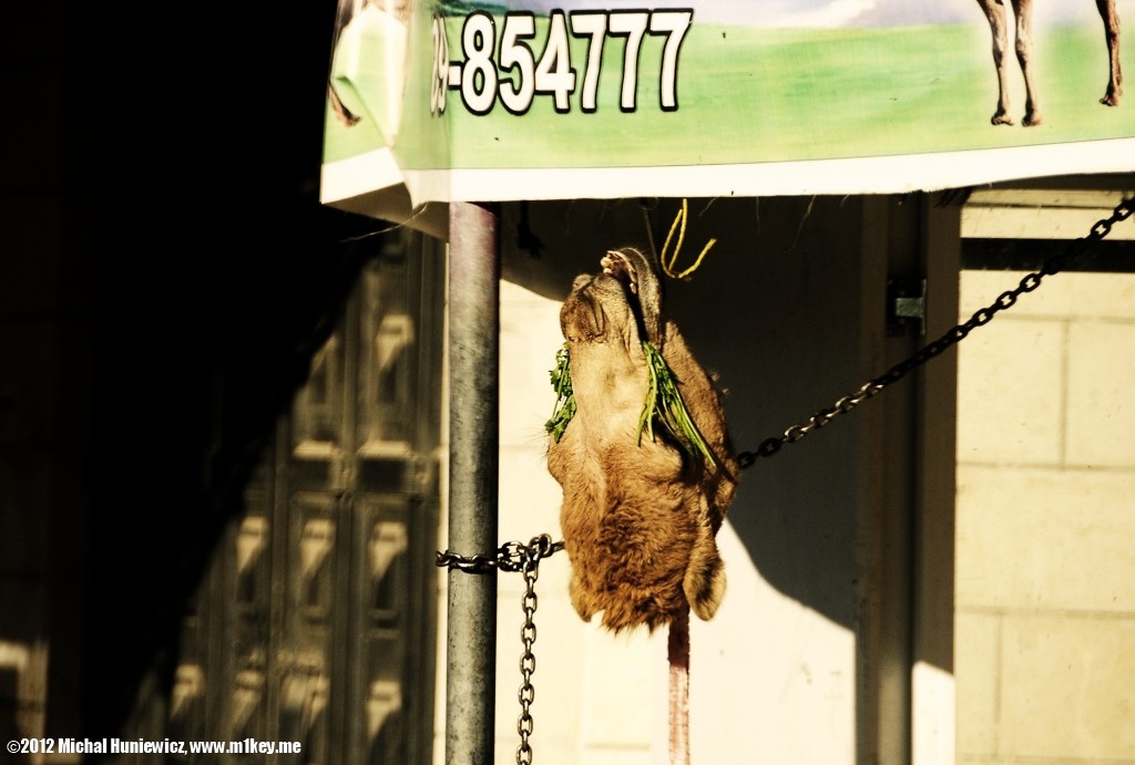 Camel butcher
