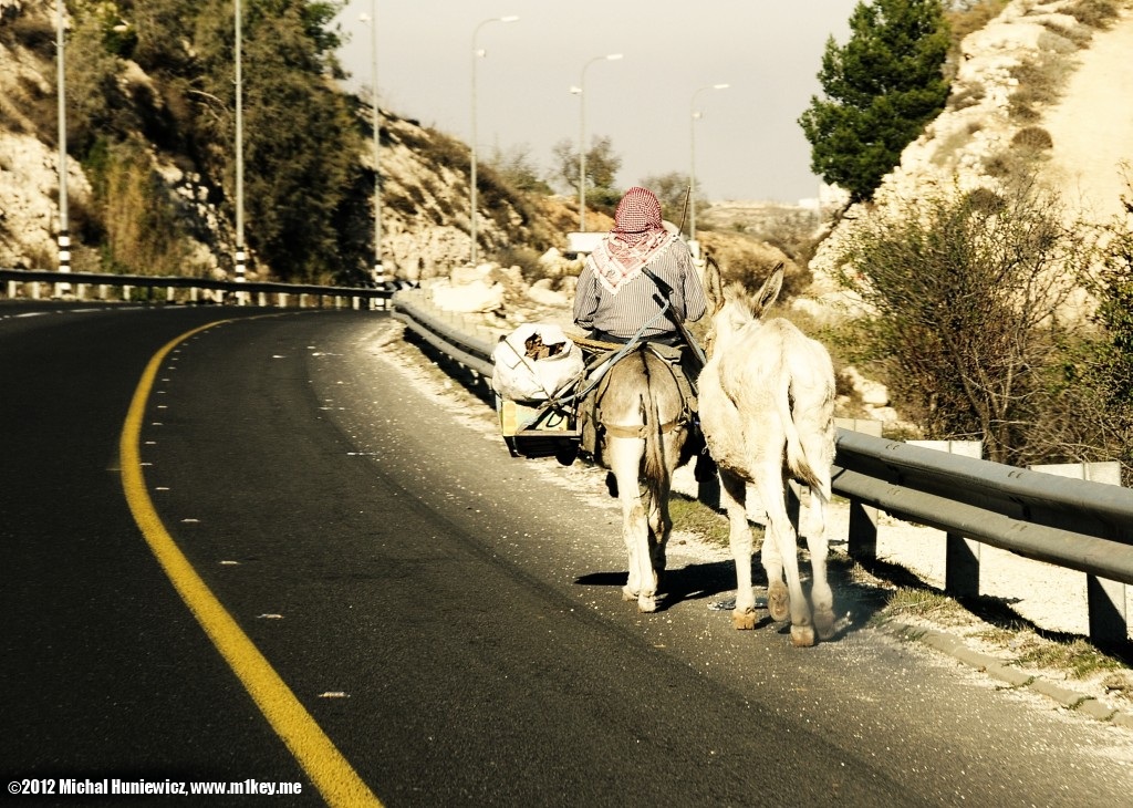 Donkeys